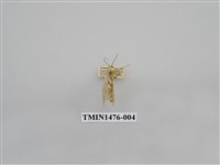 藏品(尺蠖蛾科)的圖片